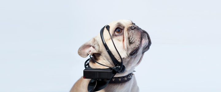 Köpekleri Konuşturan Teknoloji: No More Woof
