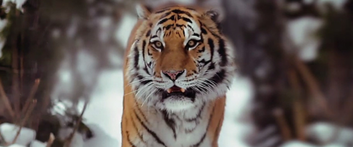 WWF’den Dikkat Çeken Bağış Kampanyası: The Tiger Running Challenge